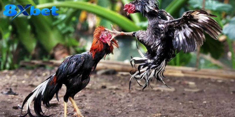 Đá Gà Trực Tuyến: Theo Dõi Trường Đấu Kịch Tính Mỗi Ngày