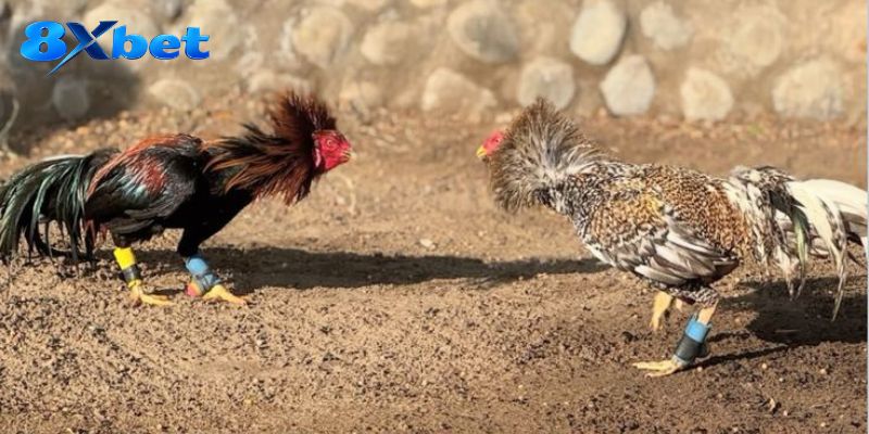 Kết quả chính thức quyết định trạng thái thắng thua của vé
