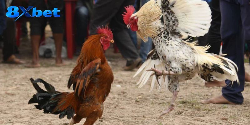 Mã vé hoàn tất giao dịch trước khi thị trường chuyển khóa