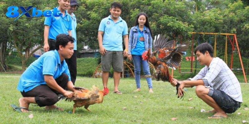 Đá Gà Warhorse đồng bộ luồng phát với bảng cược trực tiếp