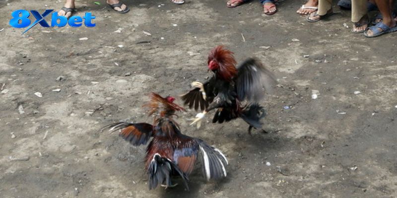 Kết quả chính thức là căn cứ duy nhất để cộng tiền
